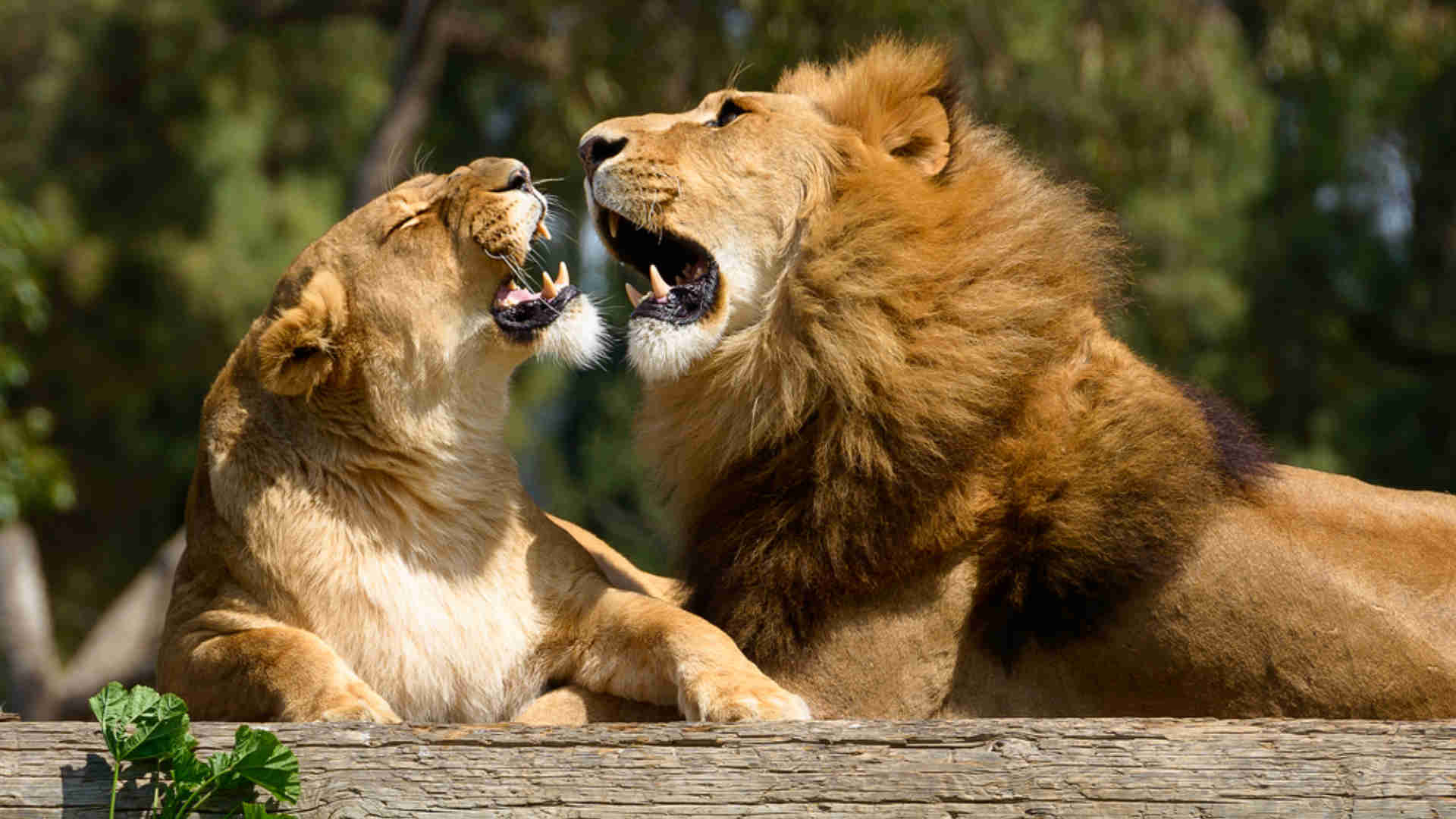 Grotte di Castellana